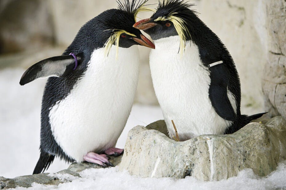 (c) 12_Felsenpinguin, Tiergarten Schoenbrunn, Rockhopper penguin, Zoo Vienna, + Daniel Zupanc
