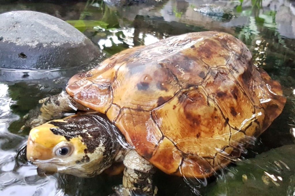 발리 파충류 공원
