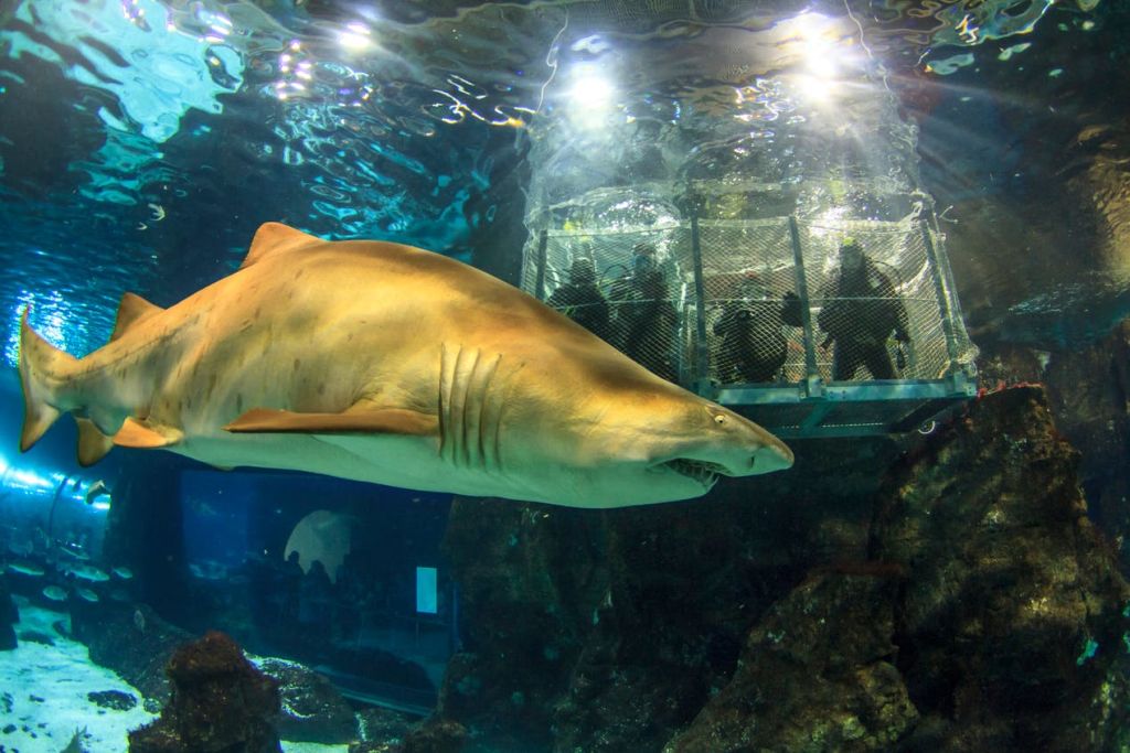 인공 조명이 비추는 스쿠버 다이버가 있는 수중 케이지 근처 수족관을 배경으로 커다란 상어가 헤엄치고 있습니다.