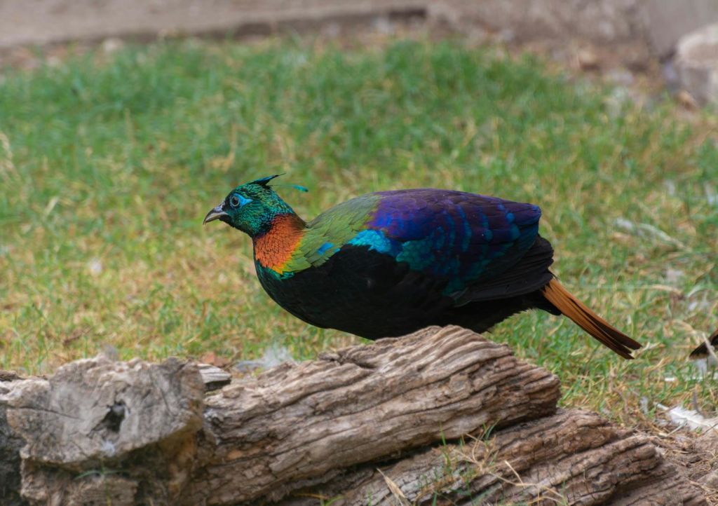 파란색과 초록색이 주를 이루는 형형색색의 꿩이 나무 조각 옆 잔디 위에 서 있습니다.