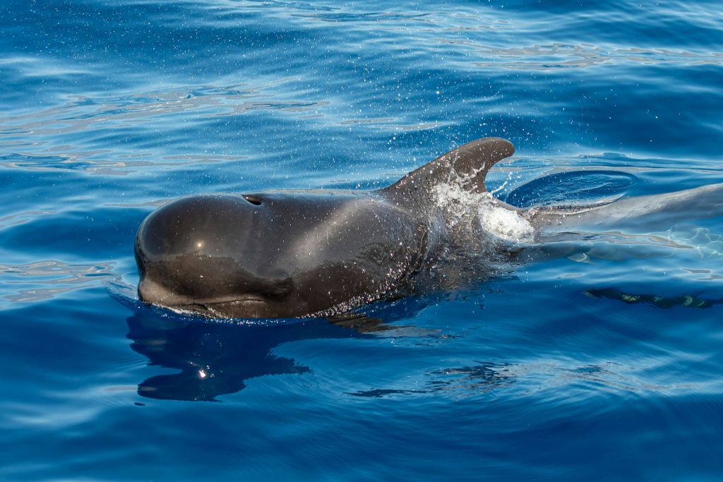 아비스타미엔토 데 운 칼데론 열대 데스데 엘 바르코