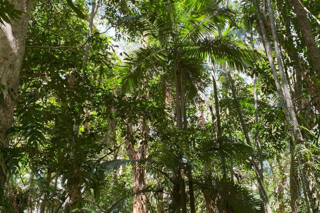 카타나 습지의 잔여 깃털 팜 포레스트