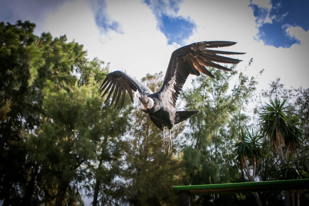 랜초 텍사스 란사로테