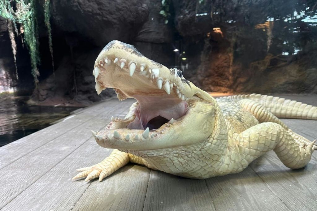 화이트 앨리게이터