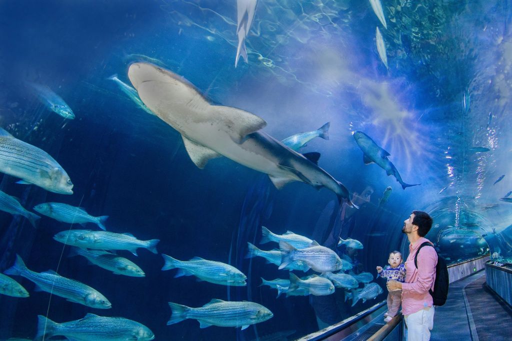 아쿠아리움 오브 더 베이