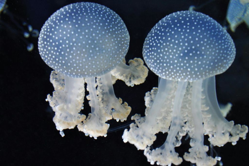 흰 반점이 있는 반투명한 푸른 해파리 두 마리와 프릴리 촉수가 어두운 배경에 떠 있습니다.