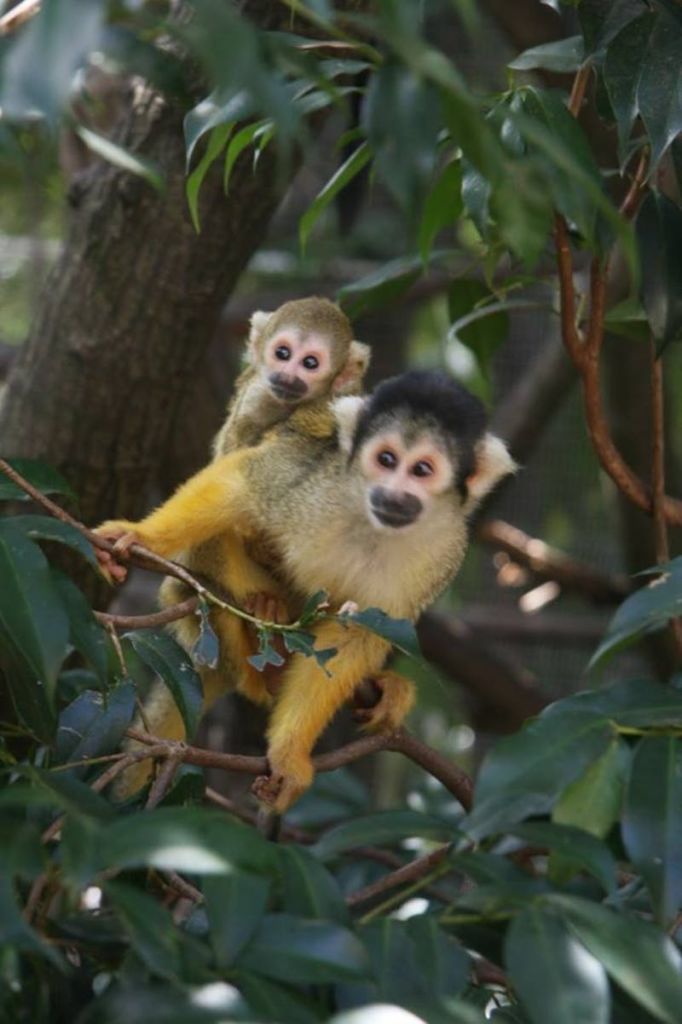 검은색과 흰색의 얼굴과 노란색 털을 가진 작은 원숭이 두 마리가 녹색 잎으로 둘러싸인 나무 가지에 자리 잡고 있습니다.