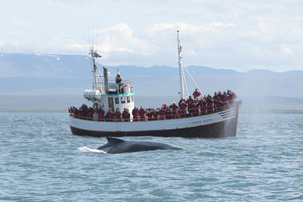 물가에 사람이 가득한 보트 근처의 고래 표면에는 산악 지형이 배경으로 펼쳐집니다.
