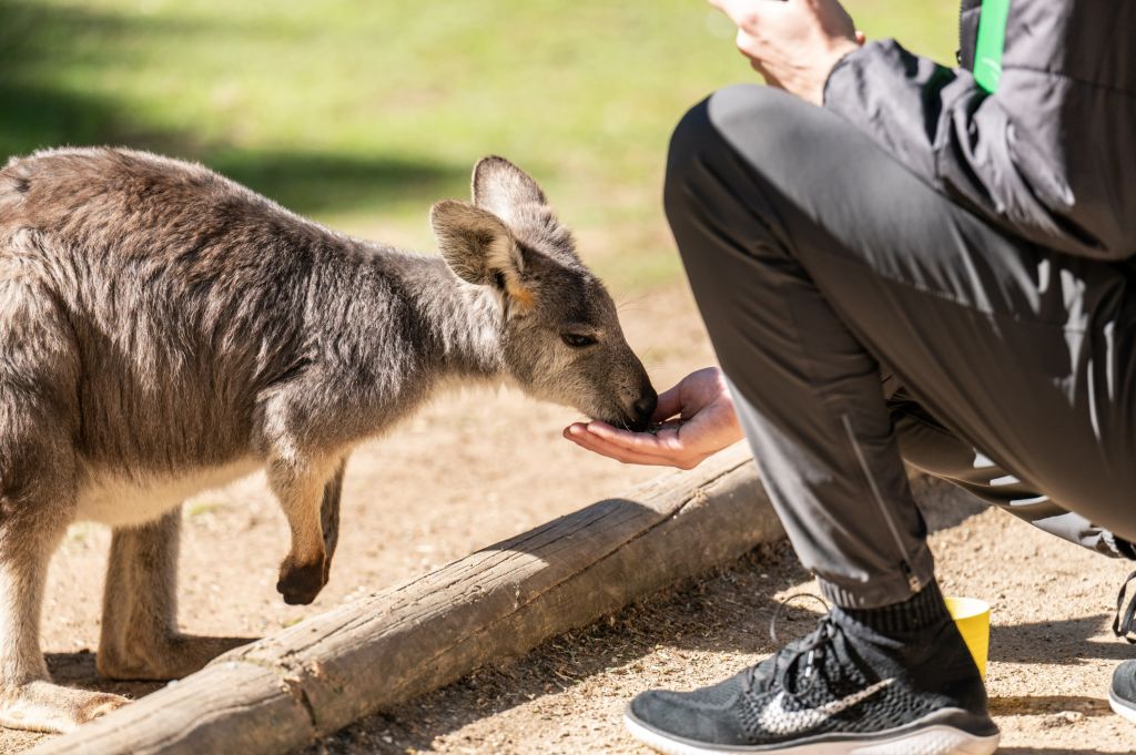 Featherdale Wildlife Park에서 캥거루에게 손으로 먹이를 주고 사랑스러운 코알라를 만나 잊을 수 없는 만남을 경험하세요.