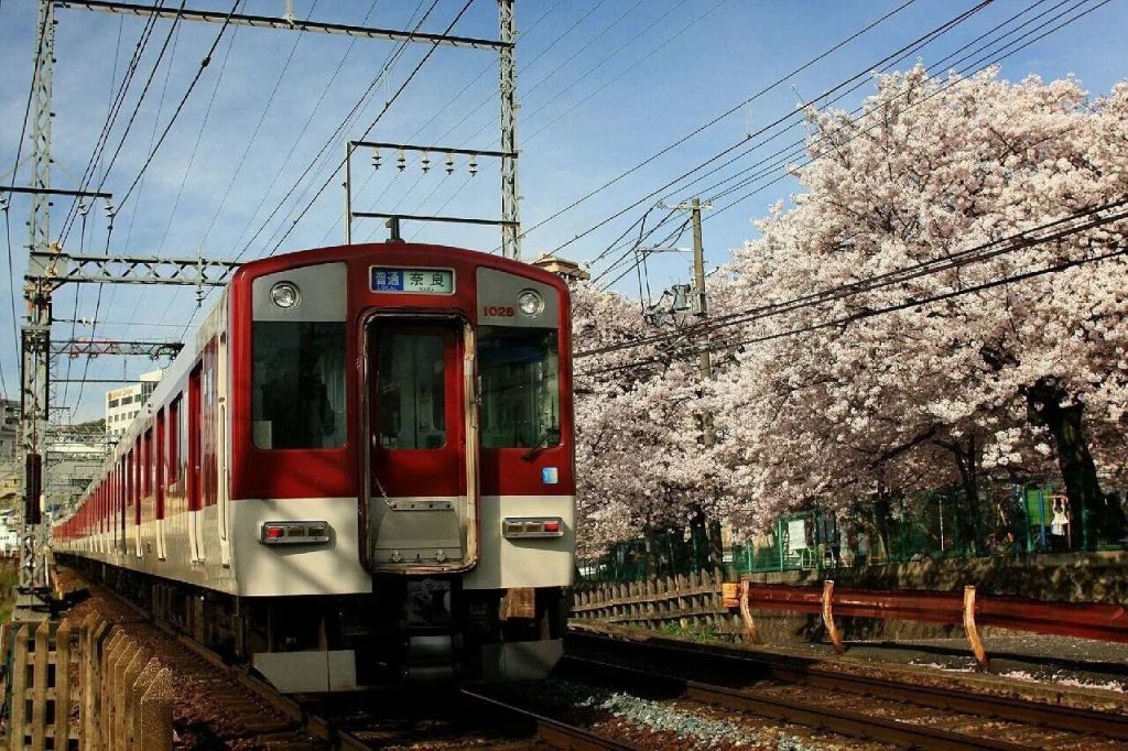 빨간색과 흰색 열차가 맑고 푸른 하늘과 동력선 아래 벚꽃 나무를 통과합니다.