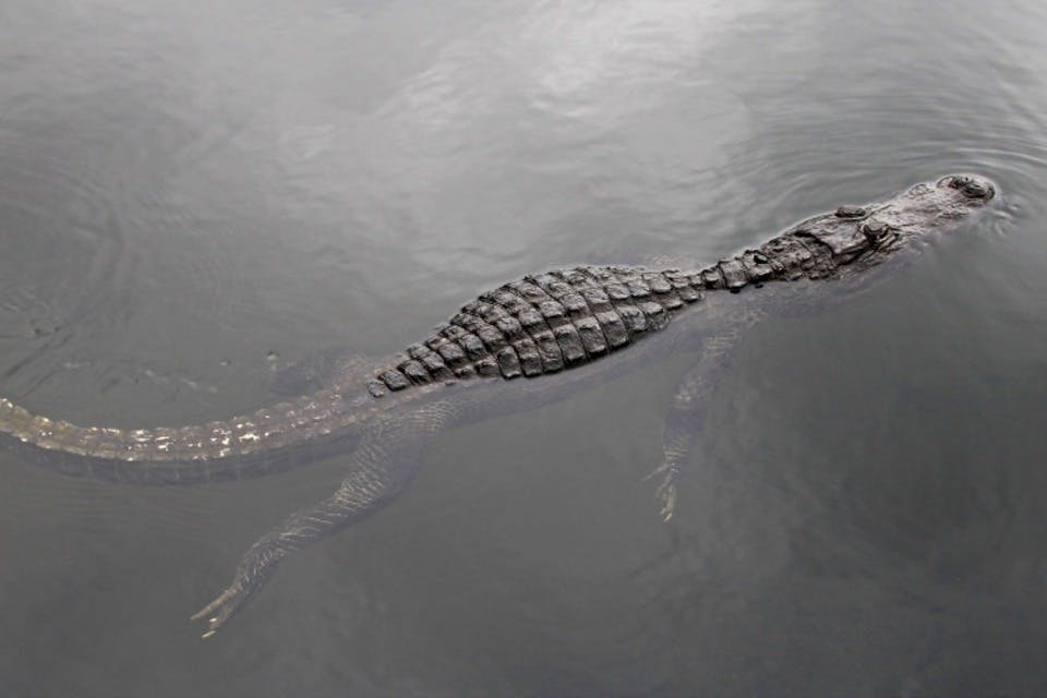 플로리다 에버글레이즈의 악어