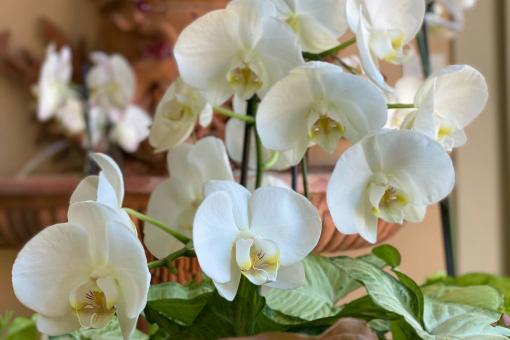 노란색 중심과 녹색 잎이 있는 흰색 난초 무리가 배경이 흐릿한 실내에 전시되어 있습니다.