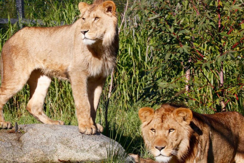 풀밭에 사자 두 마리가 서 있습니다. 한 마리는 바위 위에 서서 옆을 바라보고 있고, 다른 한 마리는 정면을 바라보며 누워 있습니다.