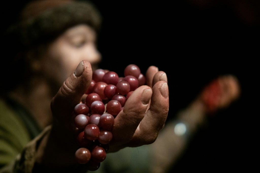 미국에서 포도를 찾아서