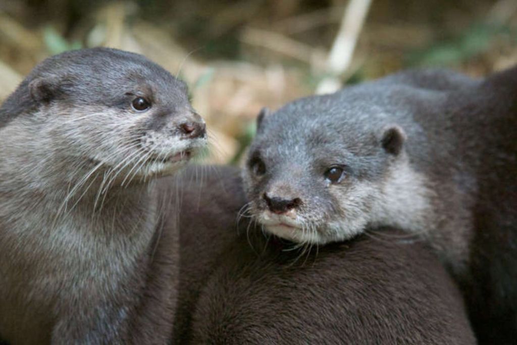 회색 털을 가진 두 마리의 수달이 서로 밀착되어 있습니다. 하나는 앞을 내다보고 다른 하나는 옆을 바라보며 자연스러운 분위기를 연출합니다.