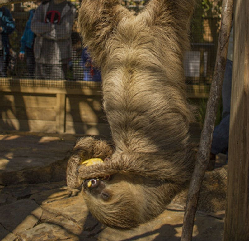 나무 구조물에 거꾸로 매달려 노란 열매를 먹고 있는 나무늘보. 배경에는 사람과 울타리가 보입니다.