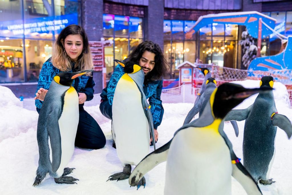 상업용 건물의 커다란 창문 근처에 있는 실내에서 세 마리의 황제 펭귄과 교감하며 두 사람이 눈 위에 무릎을 꿇고 있습니다.