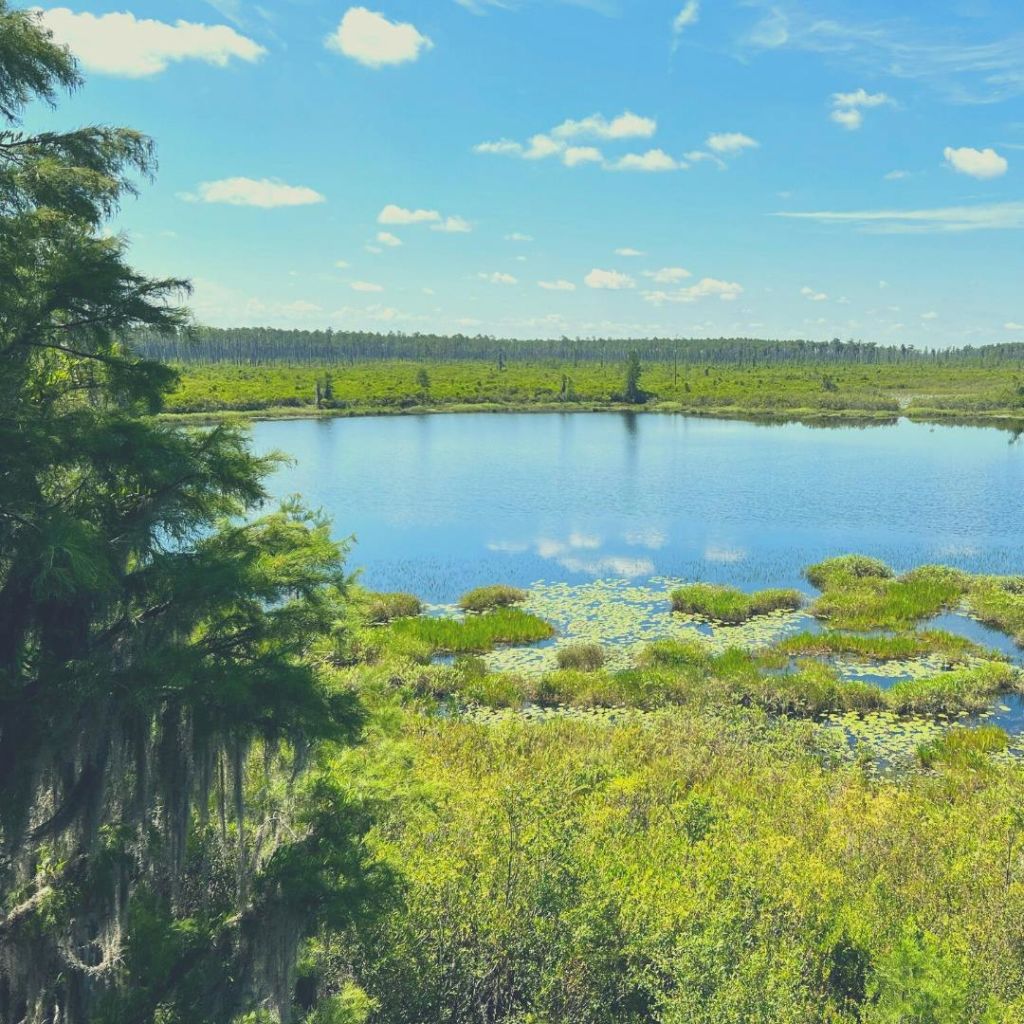 푸른 하늘 아래 푸른 녹음과 습지 식물로 둘러싸인 고요한 호수와 흩어져 있는 구름.