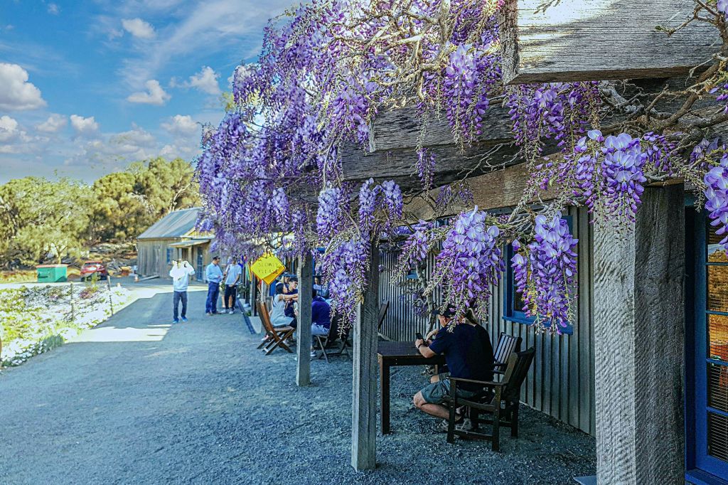 달콤한 간식과 그레이터 오이스터 베이의 멋진 전망을 즐길 수 있는 케이트 베리 농장 방문