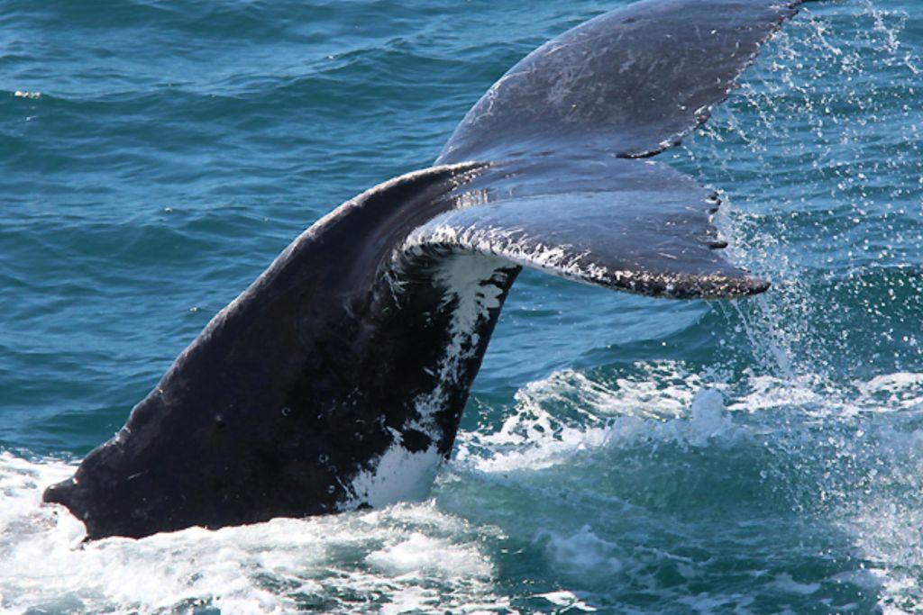 푸른 바다를 배경으로 바다에서 튀어나온 고래의 꼬리를 클로즈업한 사진입니다.
