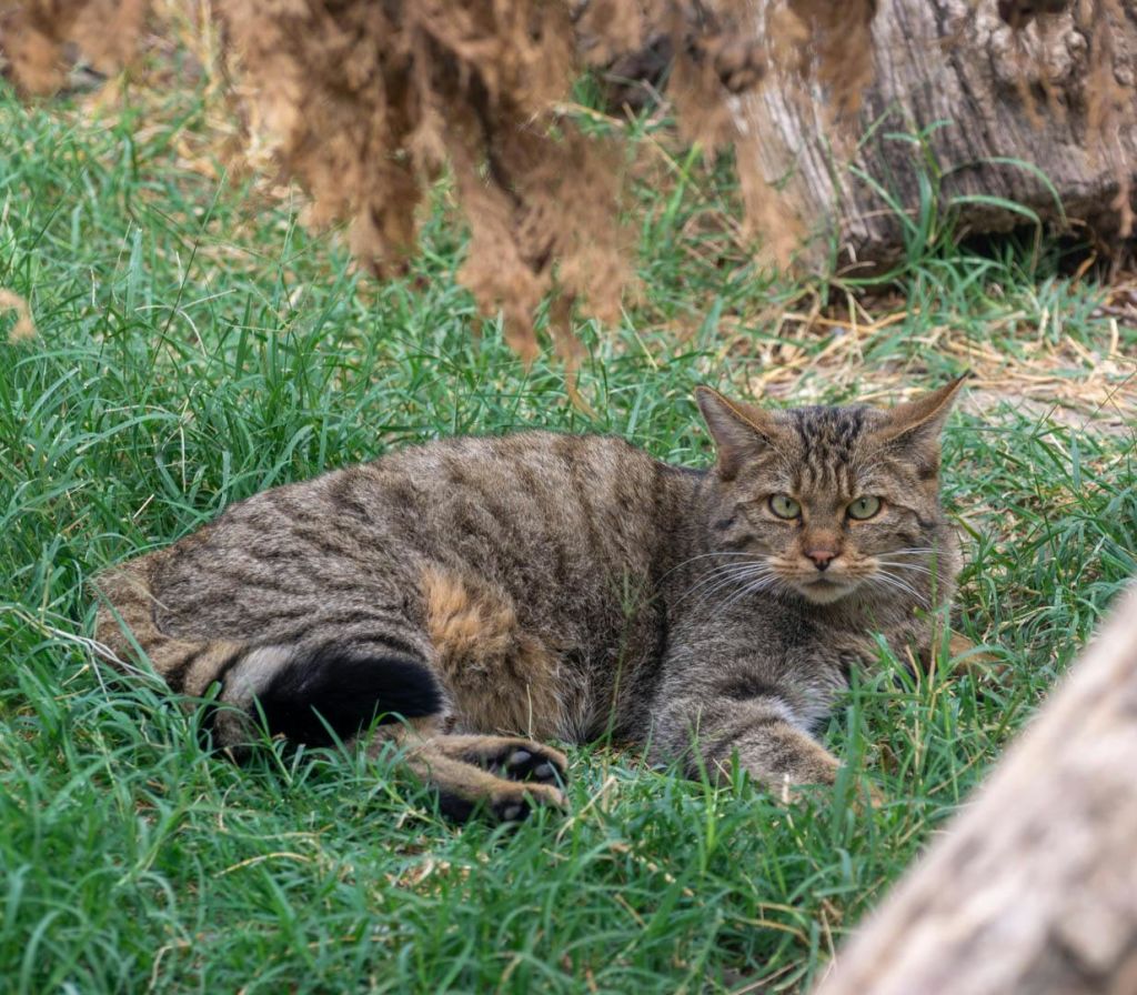 푸른 잔디에 줄무늬 고양이가 누워 카메라를 직접 바라보고 있으며, 배경에는 말린 단풍과 나무줄기가 있습니다.