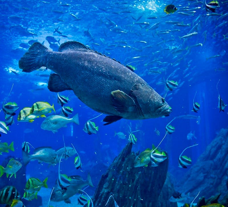 큰 물고기가 바위와 수생 식물 근처의 다양한 작은 물고기로 가득 찬 활기찬 수중 장면을 헤엄칩니다.