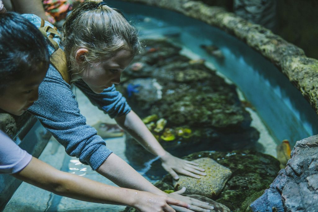 어린 소녀가 수족관의 터치 탱크에 기대어 물에 손을 넣고 다채로운 해양 생물을 볼 수 있습니다.