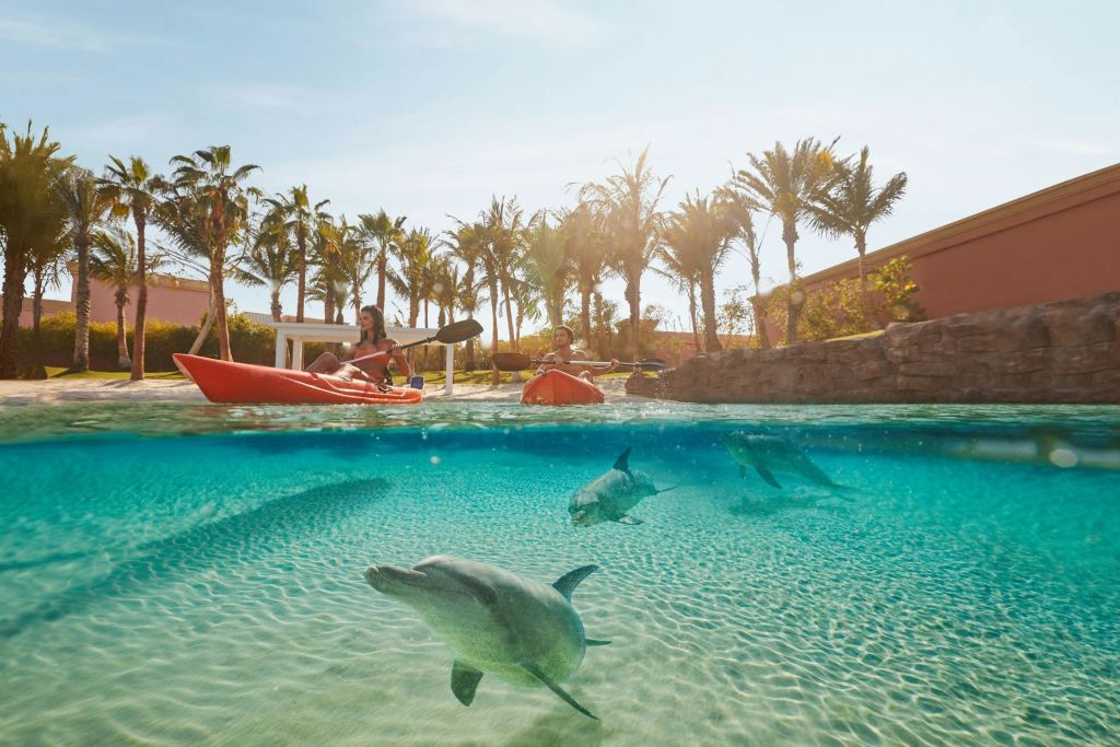 돌고래를 만나는 카약 투어