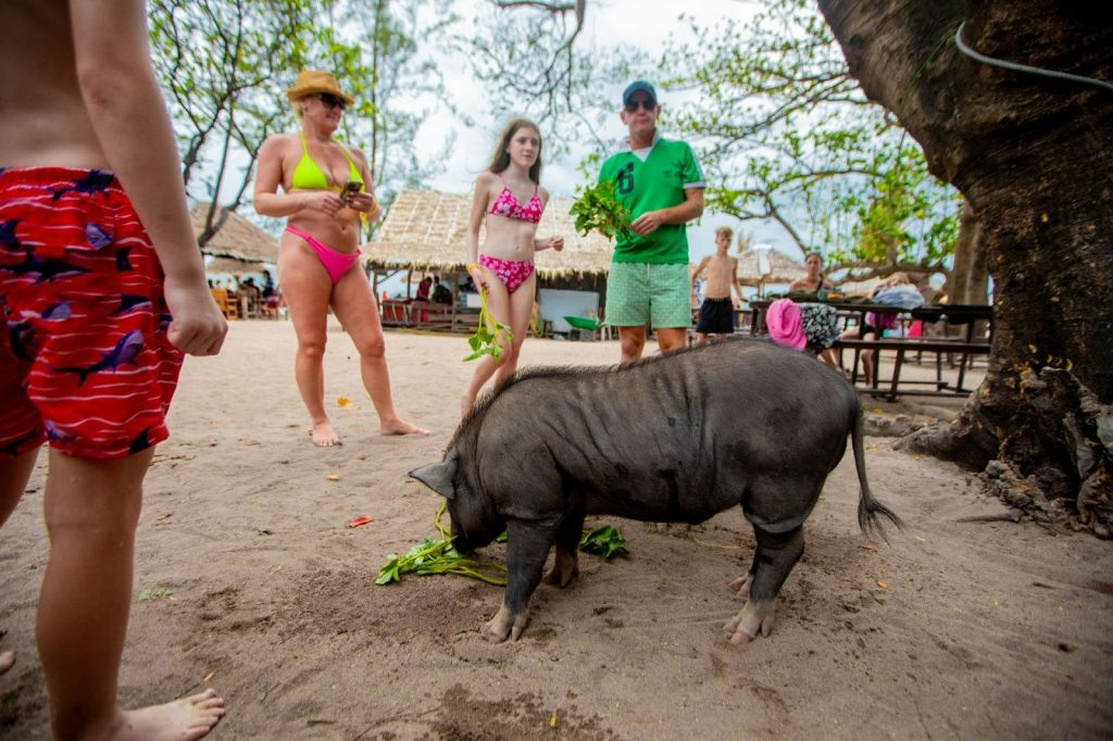탄 & 피그 제도: 가이드와 함께하는 코사무이 스피드보트 투어 + 핑크 돌고래 관찰