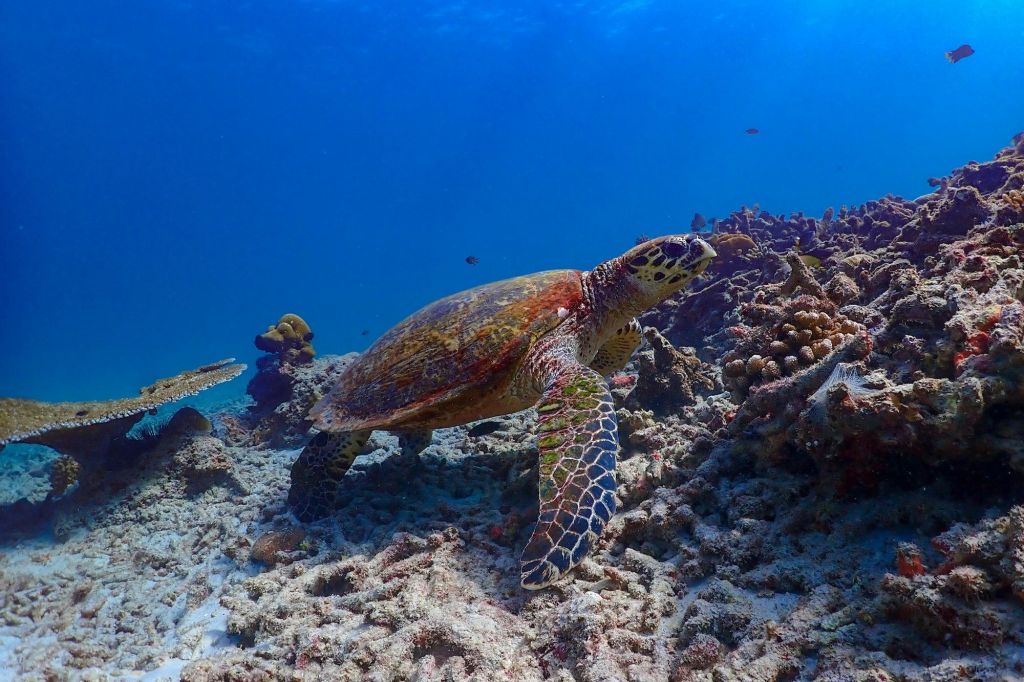 스노클링과 수중 천국을 만나보세요.