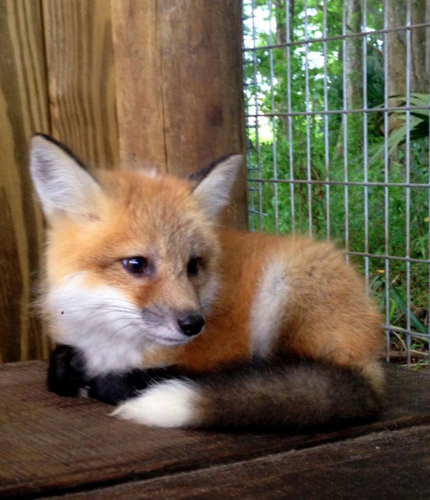 검은 발을 가진 작고 주황색이며 하얀 여우가 나무 표면에 놓여 있으며, 철사 울타리와 녹지를 배경으로 하고 있습니다.