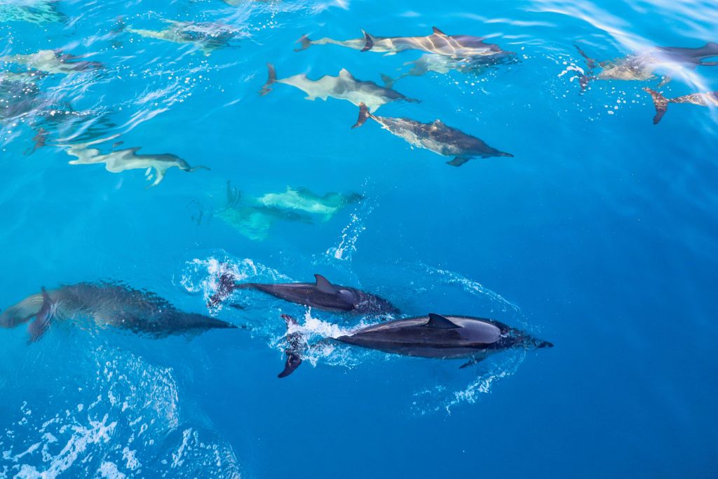 여러 마리의 돌고래가 맑고 푸른 물에서 함께 수영하고 있습니다.