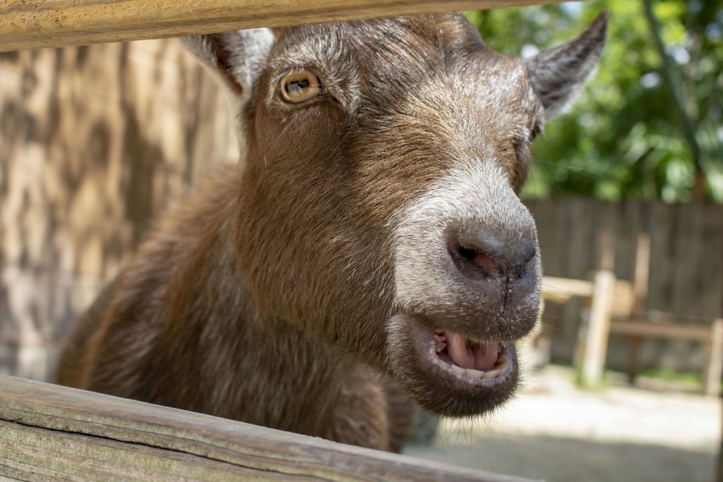 갈색 염소가 나무 울타리 뒤에 서서 입을 벌리고 귀를 향하고 있는 클로즈업 사진. 나무와 나무 구조물이 배경에 있습니다.