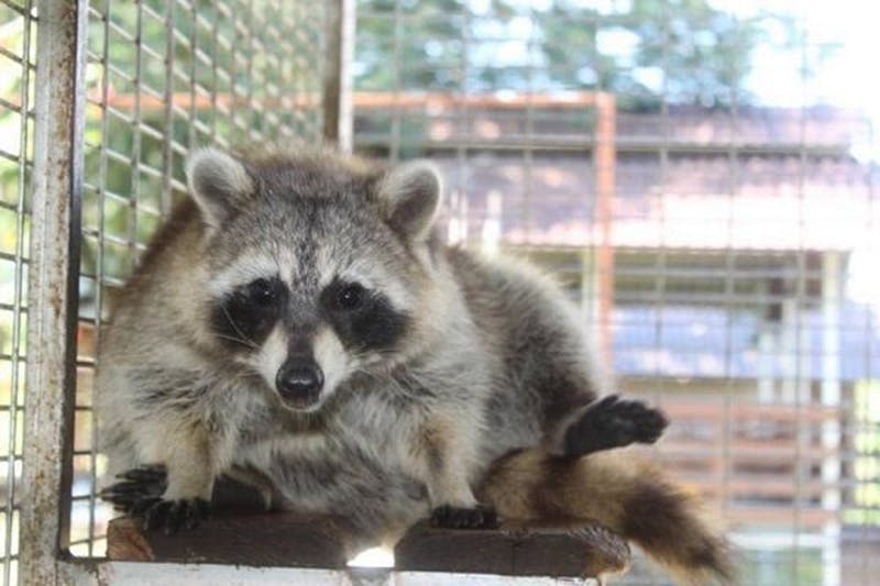 너구리가 케이지 안에 앉아 뒷다리를 옆으로 쭉 뻗은 채 카메라를 바라보고 있습니다.