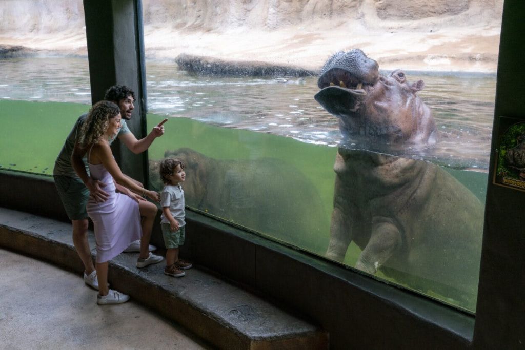 아프리카 라이브의 가족 관람 공간.