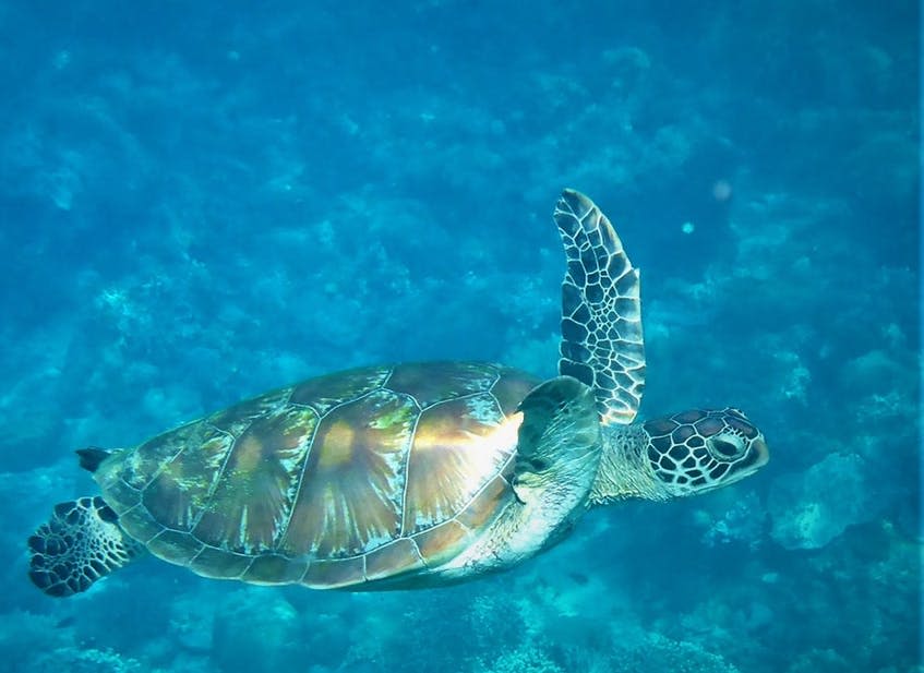 청록색 바다를 배경으로 바다거북이 수중을 헤엄치며 껍질과 오리발을 자세하게 보여줍니다.