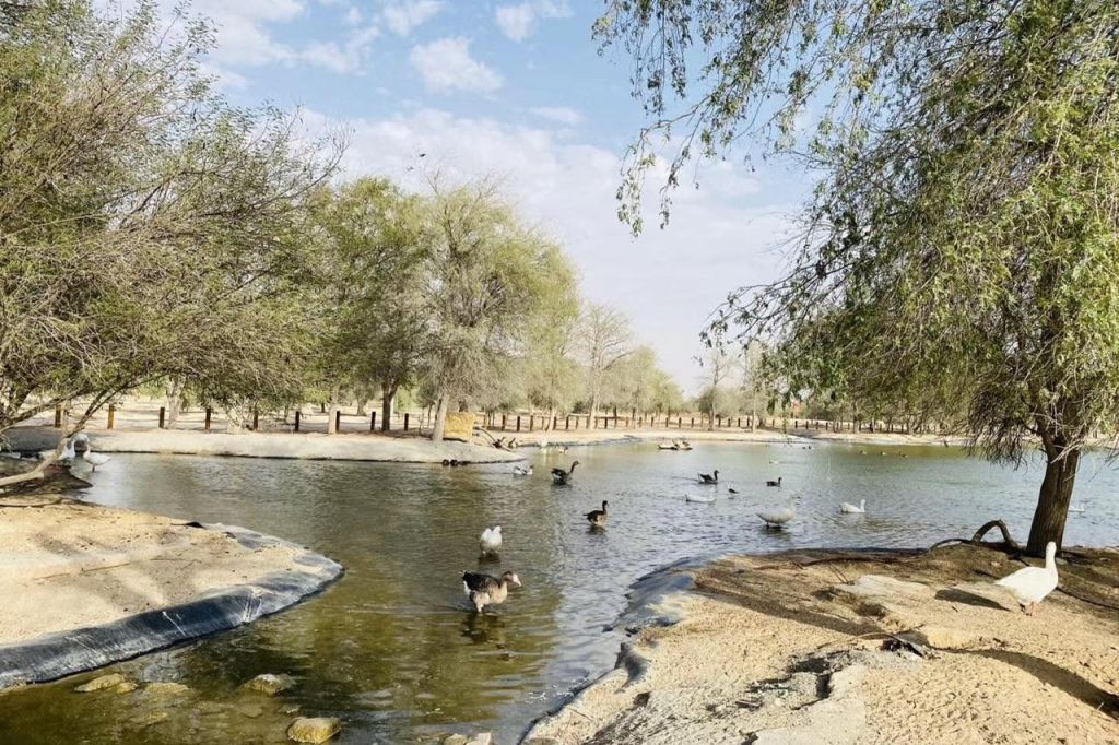 두바이 오리엔트 투어 - 일출 사막 사파리