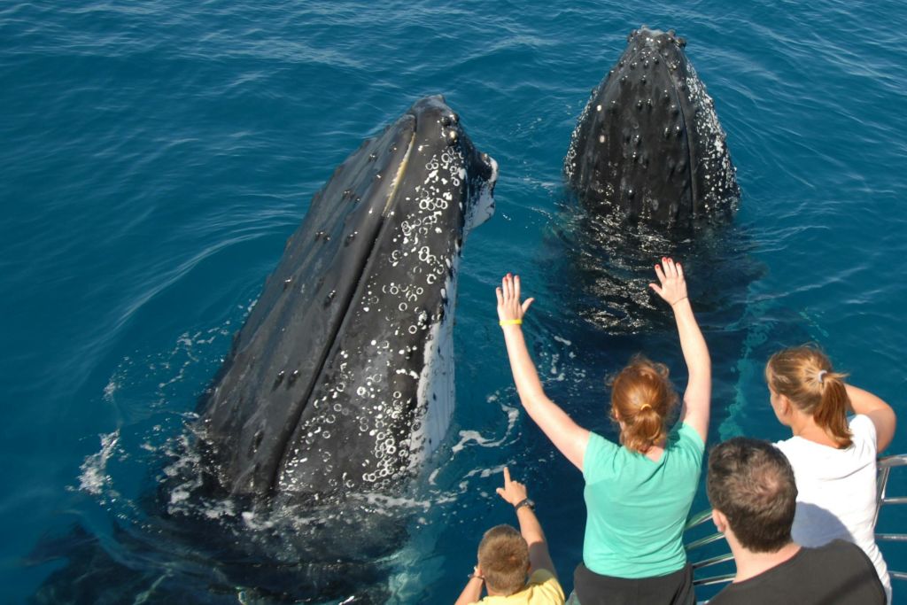 두 마리의 고래가 보트 근처에서 네 명이 지켜보고 있고, 한 마리는 흥분한 채 팔을 들어 올리고 있습니다.