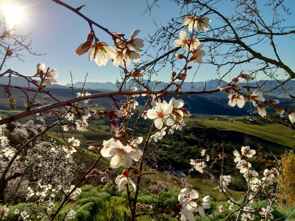 언덕이 우거진 풍경과 맑고 푸른 하늘 아래 산이 있는 나뭇가지에 하얀 꽃을 배경으로 클로즈업합니다.