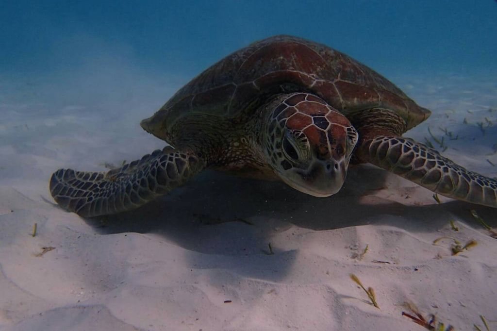 스노클링을 하는 동안 우아하게 헤엄치는 바다거북을 만날 수 있습니다.