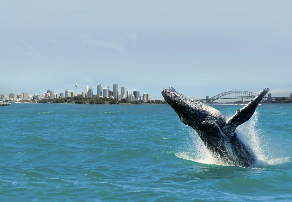 화창한 날, 도시의 스카이라인과 유명한 다리를 배경으로 고래가 물 위를 누비고 있습니다.