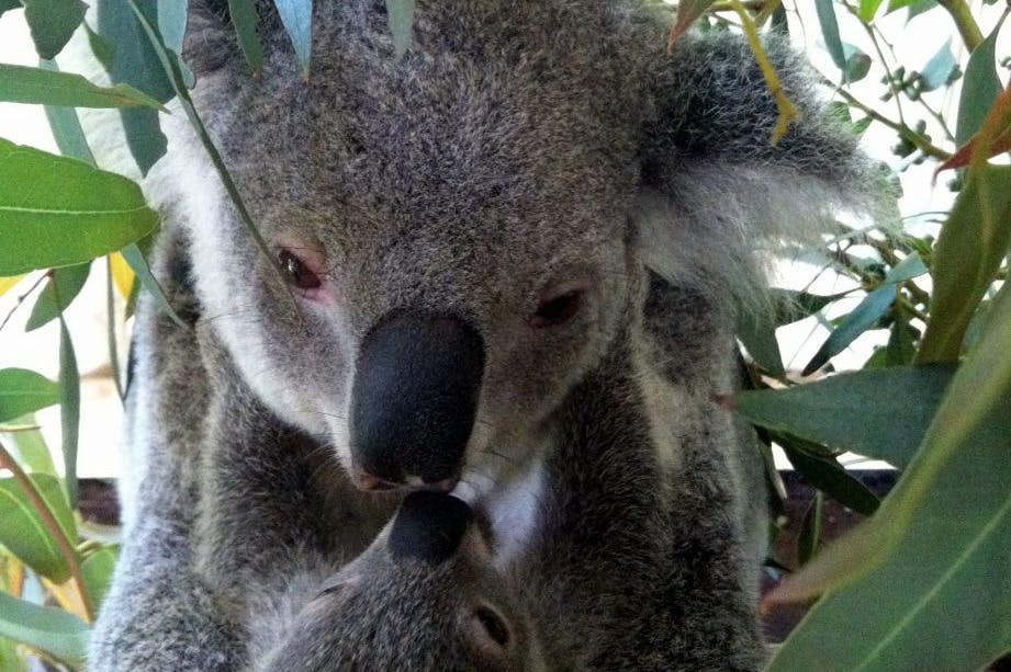 캐버샴 야생동물 공원의 코알라