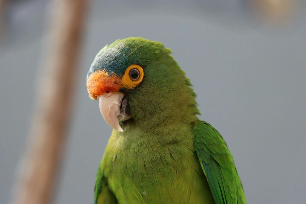 미친아쿠아리움과달라하라