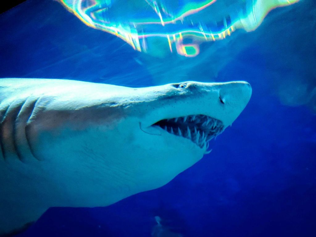 입을 벌리고 물속에서 헤엄치는 상어로, 짙은 푸른색 바탕에 날카로운 이빨을 드러내고 그 위에는 빛이 잔물결처럼 흐른다.