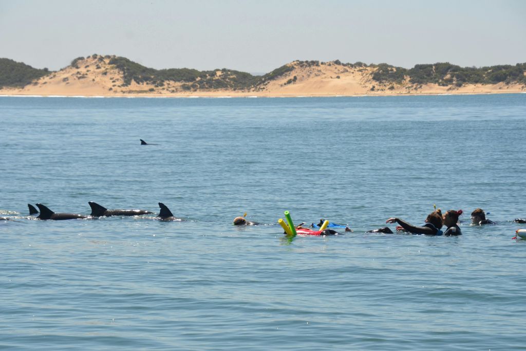 돌고래와 함께하는 잊을 수 없는 수영 투어