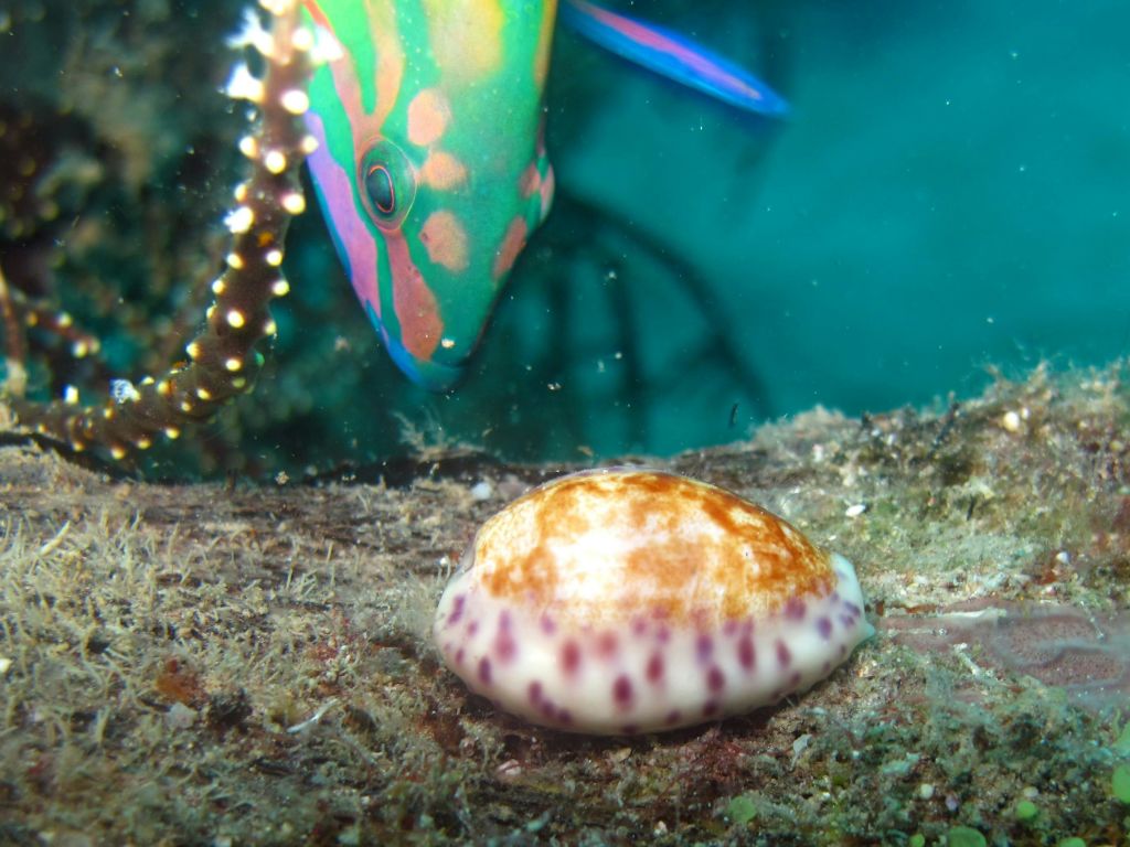 바다 바닥의 갈색과 흰색 점박이 바다 달팽이 근처에서 다채로운 물고기와 함께하는 수중 장면.