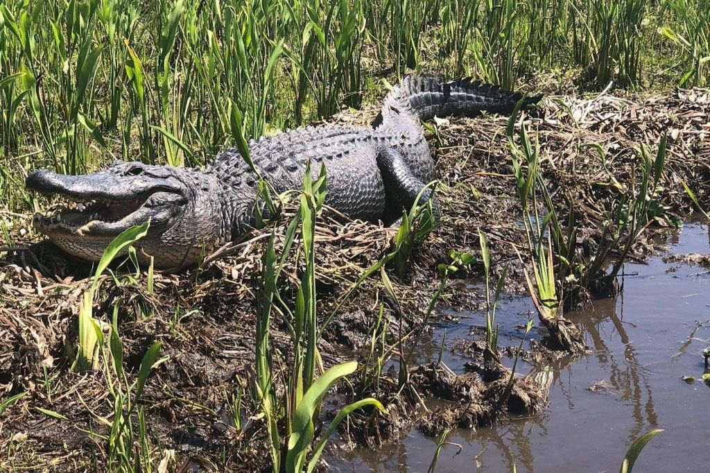 악어가 자연 습지 지역의 작은 물줄기 근처의 높은 잔디 사이 진흙 바닥에 누워 있습니다.