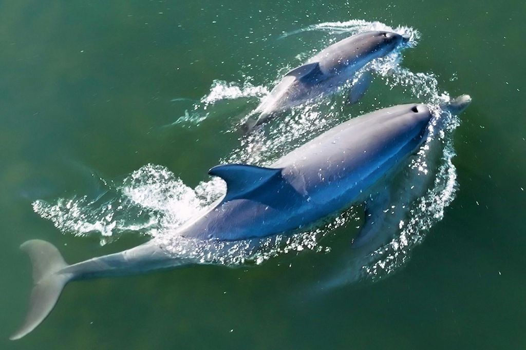 어머니와 송아지 쌍은 돌고래 에코 크루즈 동안 매우 흔하게 볼 수 있습니다.