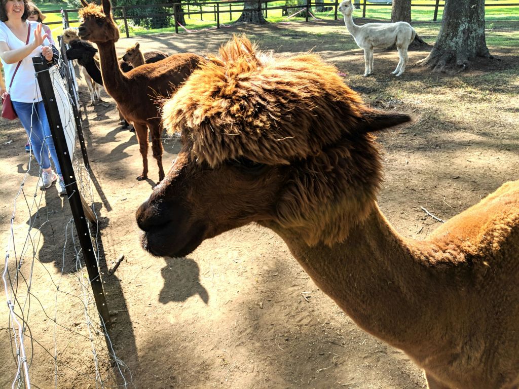 부분적으로 흐린 하늘 아래 먼 산이 있는 광활하고 언덕이 많은 숲 위에 빨간색과 노란색의 열기구가 떠 있습니다.