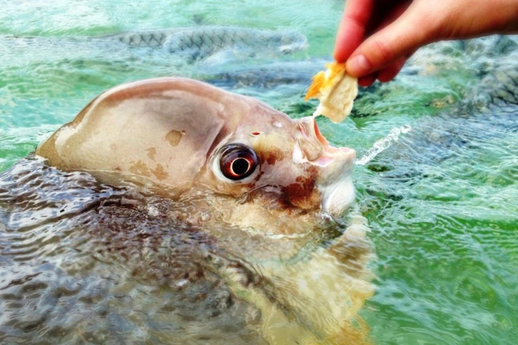 커다란 머리와 입을 벌린 물고기가 사람의 손으로 작은 음식을 먹이고 있다.